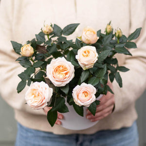 Rosier d'intérieur - RosAroma - Fetes Grenadine