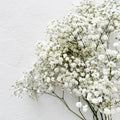 Gypsophile - Fetes Grenadine