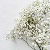 Gypsophile - Fetes Grenadine