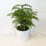 Araucaria - Pin de Norkfolk