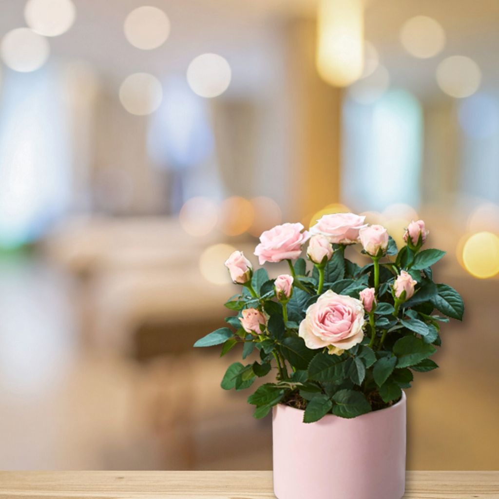 Rosier d'intérieur - RosAroma - Fetes Grenadine