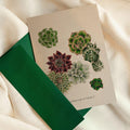 Carte de souhaits - Botanique - Echeverias et Cactus