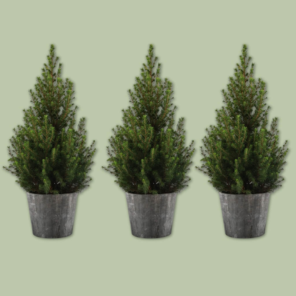 Épinette Blanche d'Alberta