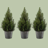 Épinette Blanche d'Alberta