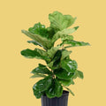 Ficus Lyrata