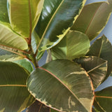 Ficus Elastica Tineke