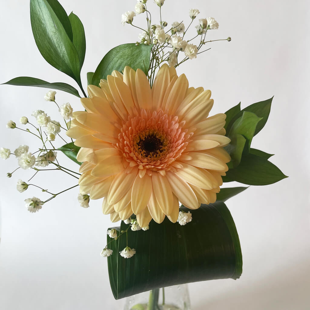 Gerbera soliflore