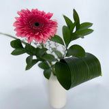 Gerbera soliflore