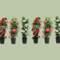 Mandevilla - Fetes Grenadine