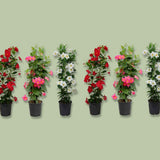 Mandevilla - Fetes Grenadine