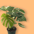 Monstera Thai Constellation