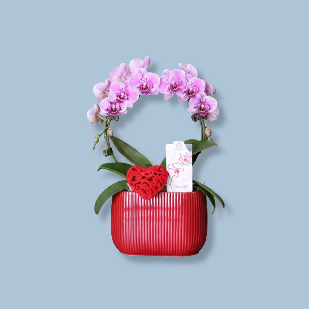 Orchidée cercle infini - Fetes Grenadine