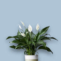 Spathiphyllum