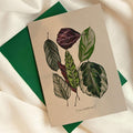 Carte de souhaits - Botanique - Calatheas