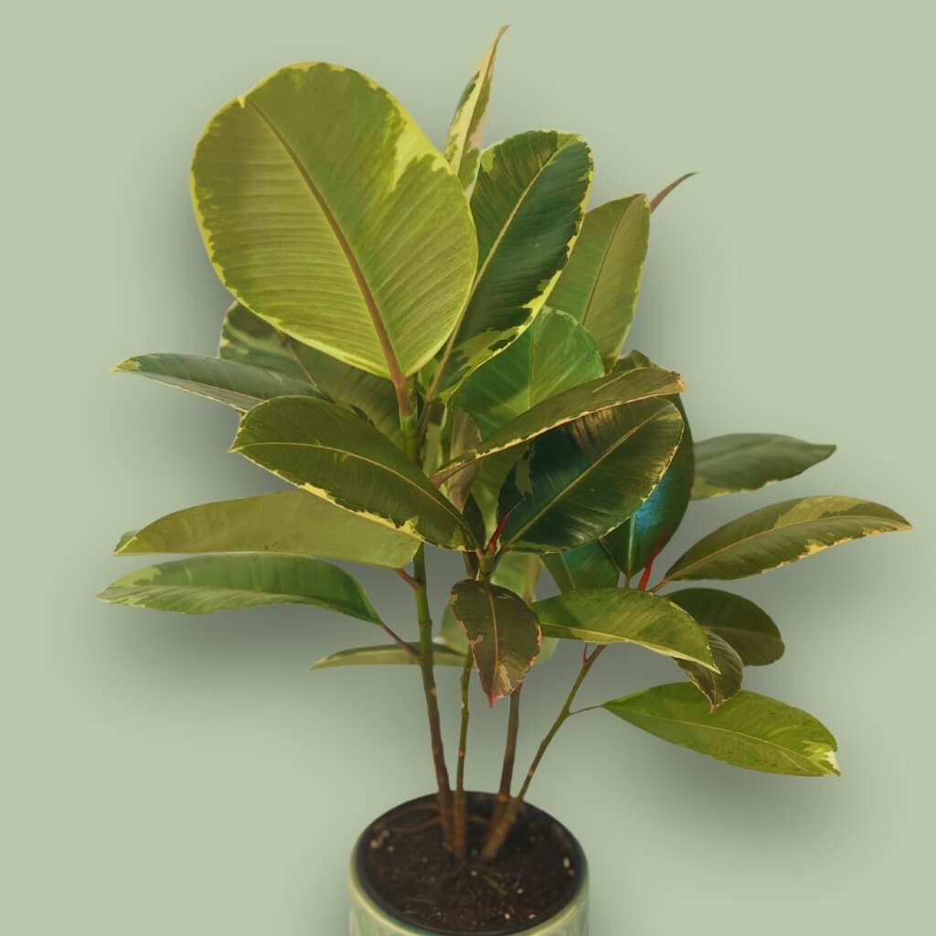 Ficus Elastica Tineke