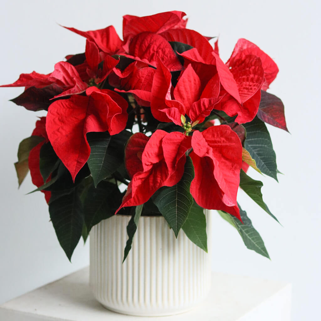 Poinsettia