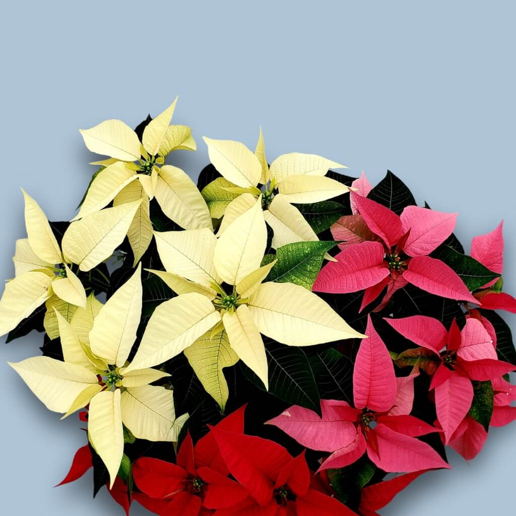 Poinsettia