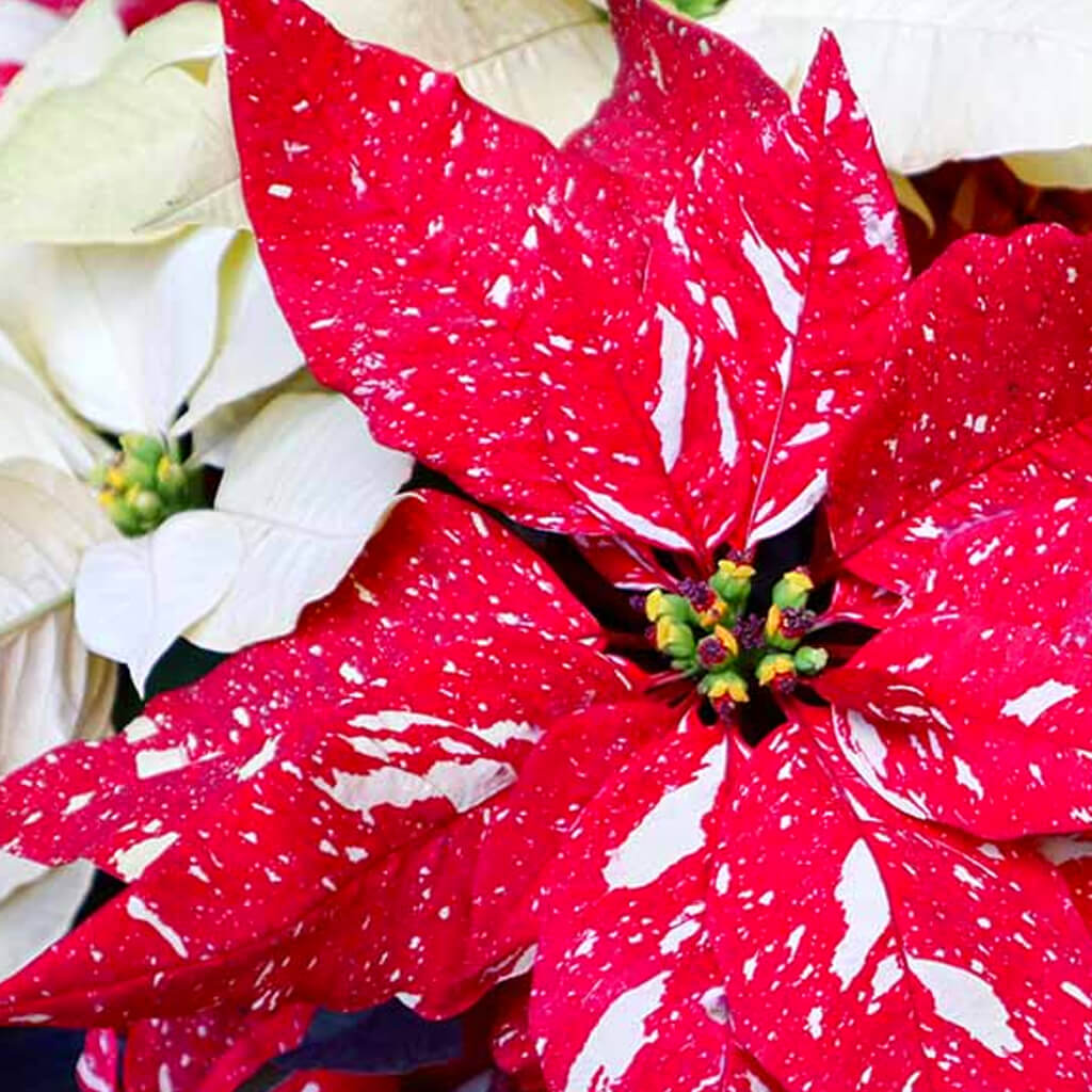 Poinsettia