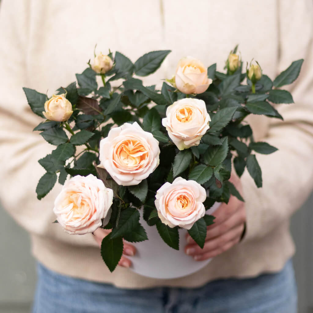 Rosier d'intérieur - RosAroma - Fetes Grenadine