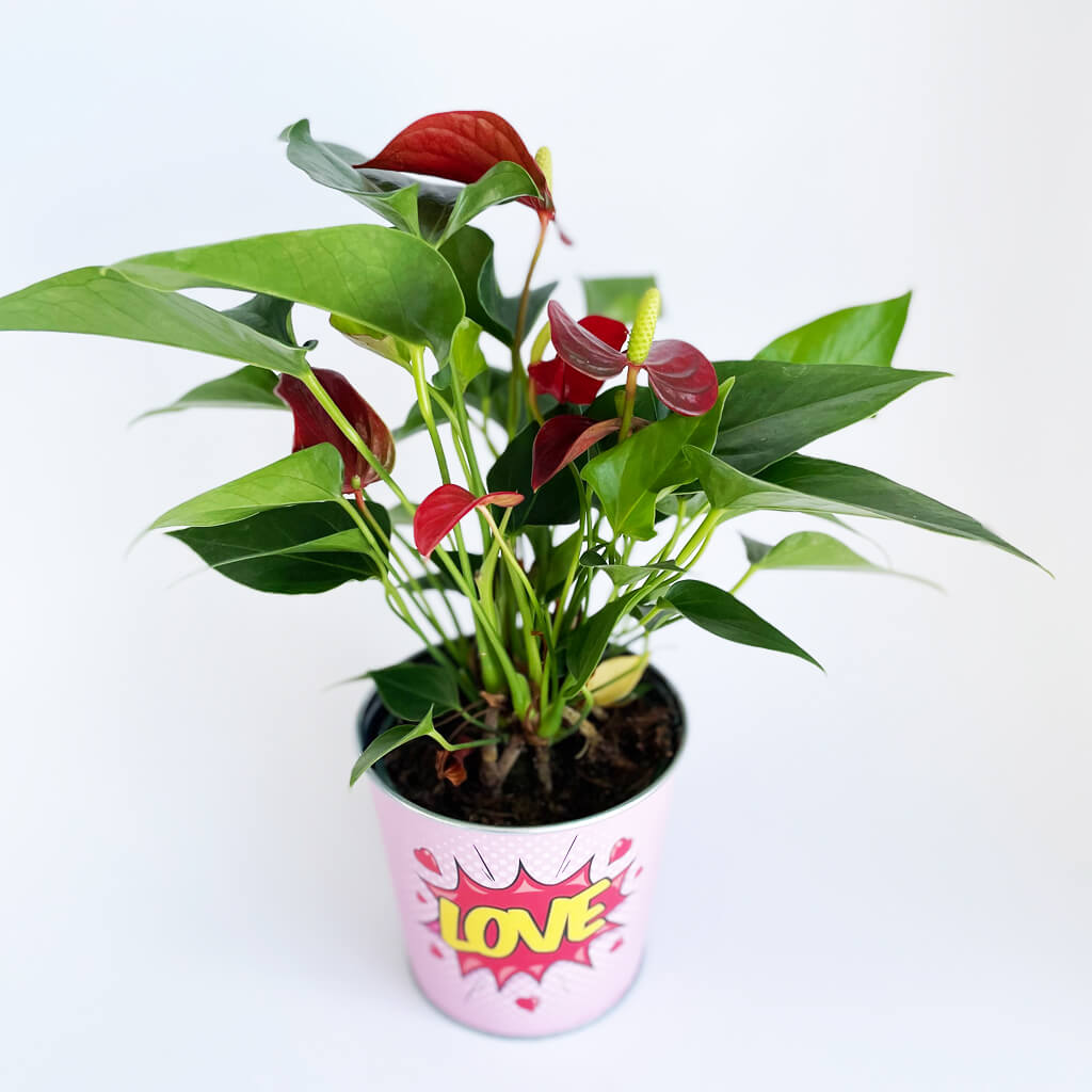Anthurium Rouge