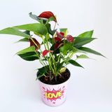 Anthurium Rouge