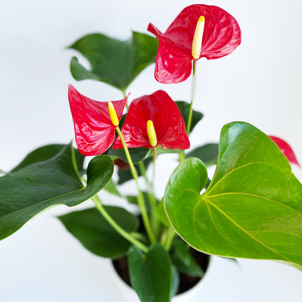 Anthurium Rouge