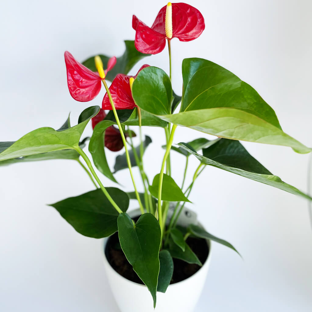Anthurium Rouge