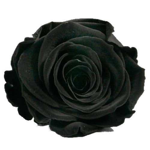 Rose éternelle en cloche