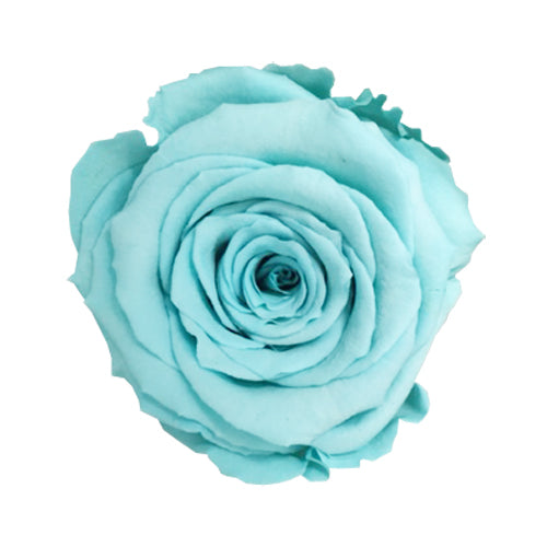 Rose éternelle en cloche