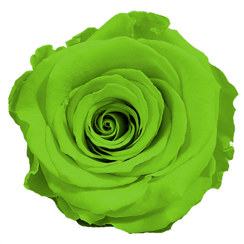 Rose éternelle en cloche