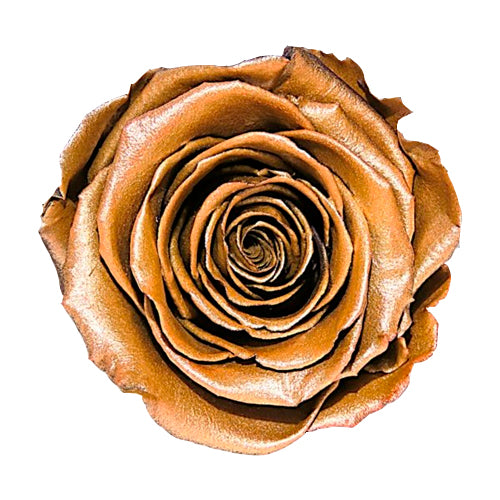Rose éternelle en cloche