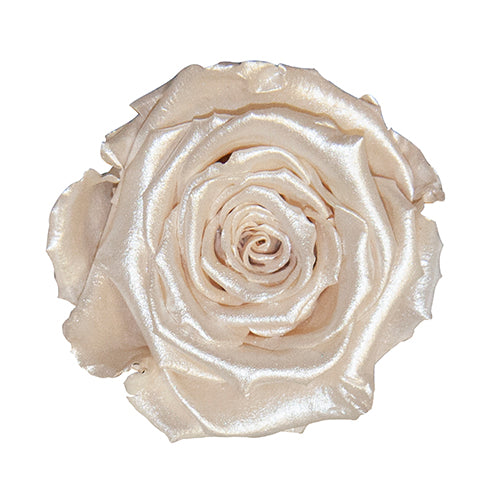 Rose éternelle en cloche