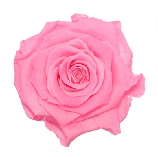 Rose éternelle en cloche
