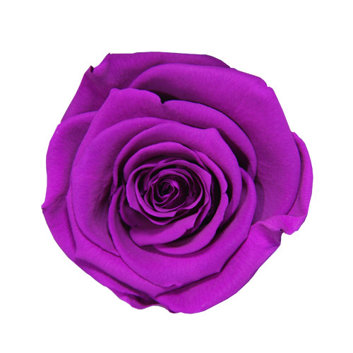 Rose éternelle en cloche
