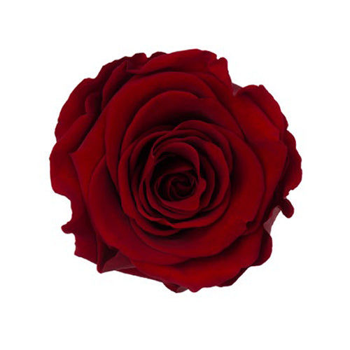 Rose éternelle en cloche