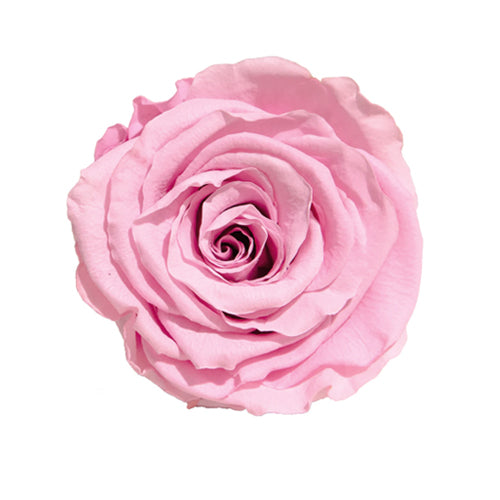 Rose éternelle en cloche
