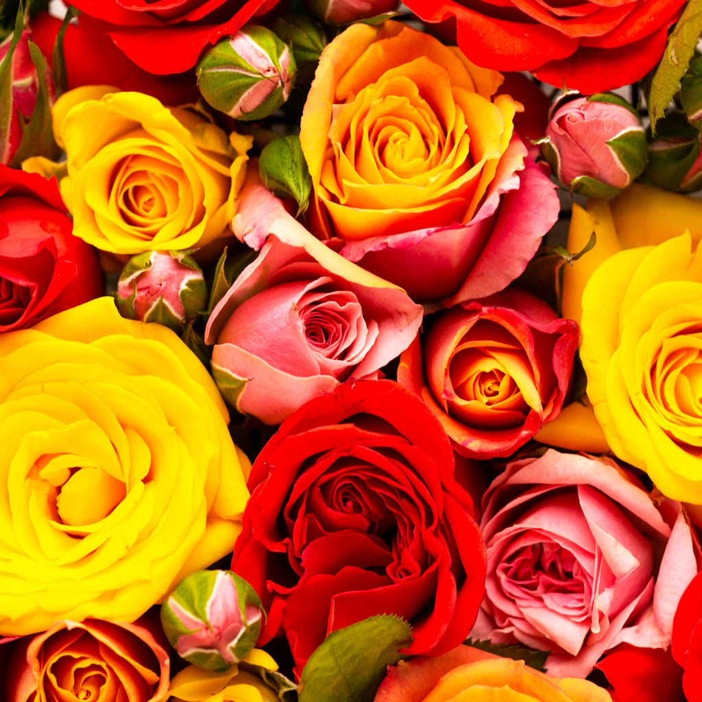 Une rose soliflore - Fetes Grenadine