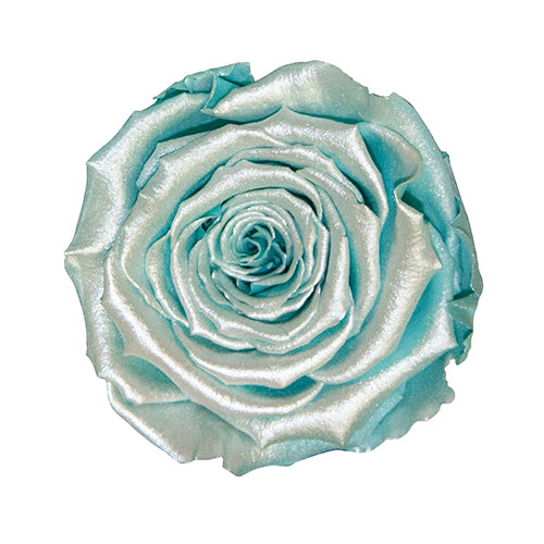 Rose éternelle en cloche