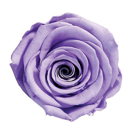 Rose éternelle en cloche