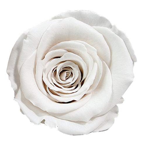 Rose éternelle en cloche
