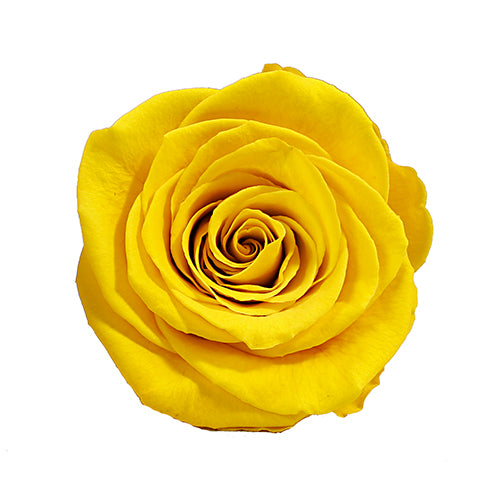 Rose éternelle en cloche