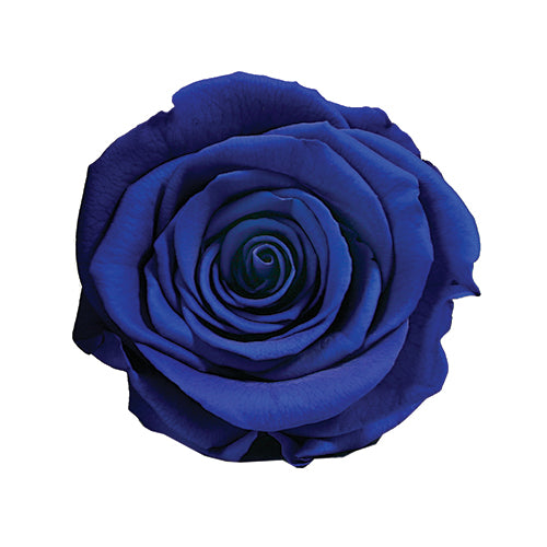 Rose éternelle en cloche