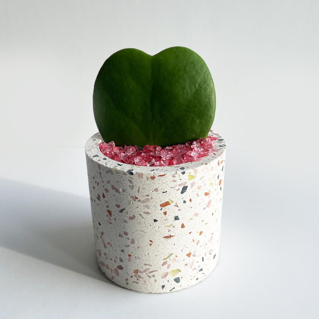 Hoya Kerrii - Fetes Grenadine